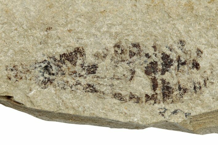 Detailed Fossil Dragonfly (Odonata) Larva - France #254279